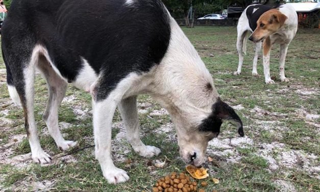 OIPA MAURITIUS’S VOLUNTEERS LEND A HAND TO ANIMALS AFTER THE CYCLONE HIT THE ISLAND