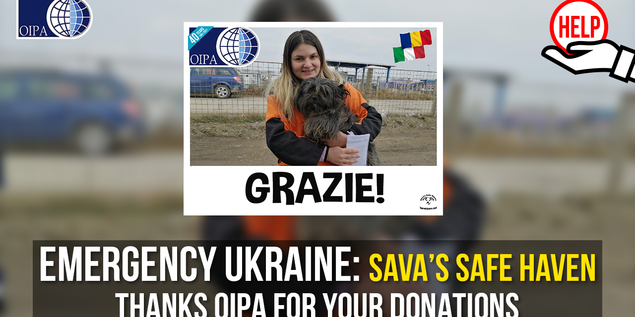 UKRAINE, DONATIONS FOR UKRAINIAN ANIMALS ARRIVED IN ROMANIA TO SAVA’S SAFE HAVEN