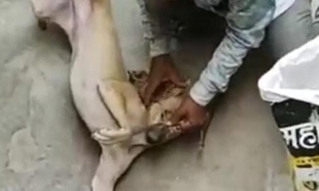 LEGAL ACTION FOR PREVENTION OF CRUELTY TO STRAY DOG BY OIPA AND WORLD RAJASTHAN