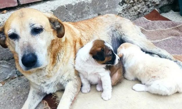 STRAY DOGS IN VLORË, ALBANIA. OIPA SUBMITS A PROPOSAL TO THE MUNICIPALITY