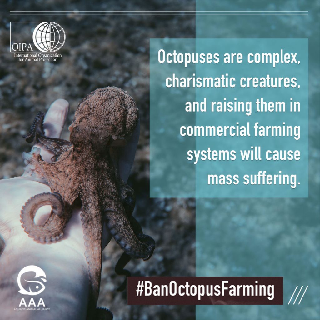 Ban Octopus Farming Oipa 9731