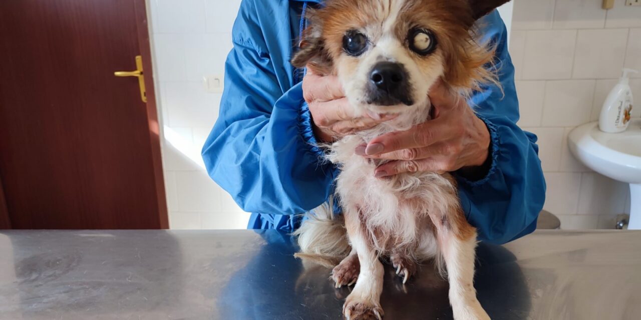 “SHE’S SICK AND OLD. SHE CAN DIE ON THE STREET”. A NEGLECTED 12-YEAR-OLD FEMALE DOG, ROAMING IN SERIOUS HEALTH CONDITIONS, NEEDS ASSISTANCE FOR HER REMAINING TIME. HELP IVA AND OUR VOLUNTEERS IN ITALY