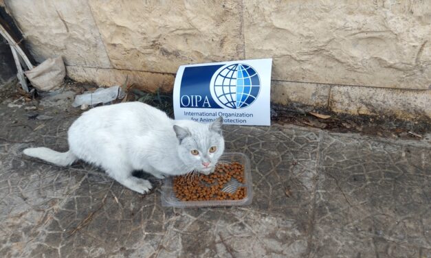 TURKEY-SYRIA EARTHQUAKE EMERGENCY: FIRST DISTRIBUTION OF FOOD AID TO ANIMALS IN NEED