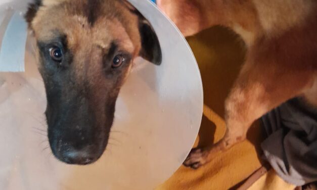 RESCUED WITH A BROKEN LEG AND STARVING, ANUBIS IS HEALING FROM HIS PHYSICAL AND PSYCHOLOGICAL WOUNDS. HELP OIPA MONTENEGRO GIVE HIM A NEW START