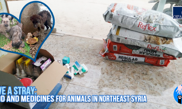 DELIVERY OF PET FOOD AND MEDICAL PRODUCTS FOR STRAY ANIMALS IN NORTHEAST OF SYRIA