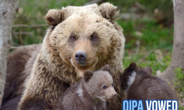 ITALY, BROWN BEAR JJ4 CAPTURED AND IMPRISONED. ANIMALS SHOULDN’T PAY FOR HUMAN MISMANAGEMENT. WE STAND WITH BEARS