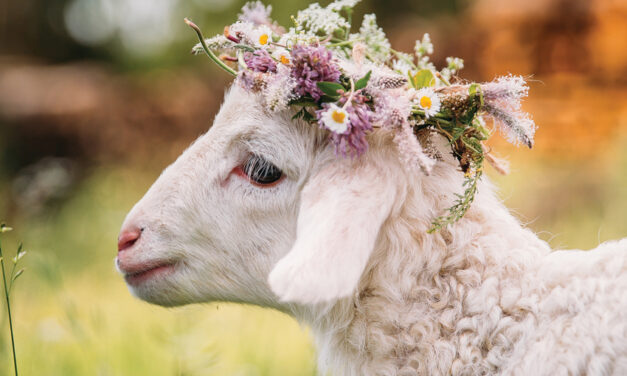 EVEN IF YOU DON’T EAT LAMB, YOUR EASTER CELEBRATION WON’T CHANGE. DON’T EAT AN INNOCENT!