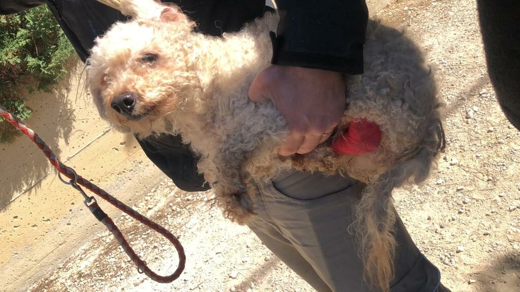 TWENTY DOGS SEIZED BY OIPA ITALY ANIMAL CONTROL OFFICERS. GUARDIAN INVESTIGATED FOR ANIMAL CRUELTY