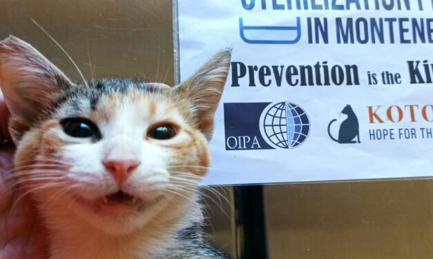 SECOND GROUP OF CATS STERILIZED IN NIKSIC WITH OIPA FUNDING FOR THE PROJECT “PREVENTION IS THE KINDEST WAY”