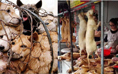 STOP YULIN DOG MEAT SLAUGHTER. THIS BARBARITY MUST END!