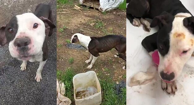 ABANDONED AND NEGLECTED TWICE, A GENTLE PITBULL RESCUED BY VOLUNTEERS OF OIPA TURKEY NEEDS YOUR HELP FOR HIS CARE