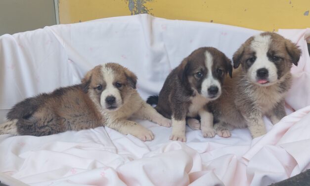 ONLINE PET TRADE: OIPA ITALY ANIMAL CONTROL OFFICERS SEIZE THREE PUPPIES NOT EVEN 1-MONTH OLD