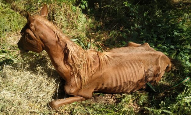 A HORSE DIED OF STARVATION, OTHER FOUR SEIZED BY OIPA ITALY ANIMAL CONTROL OFFICERS. VOLUNTEERS: “A DISTURBING HARD-TO WATCH SCENE”