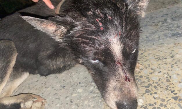 DOG REPEATEDLY SHOT IN THE HEAD, ANOTHER TERRIBLE EPISODE OF ANIMAL CRUELTY IN AZERBAIJAN