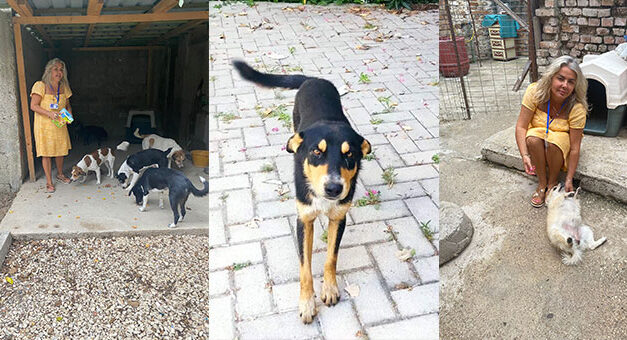 OUR VOLUNTEER IN VLORE DEDICATES HER LIFE TO HELP ALBANIAN STREET DOGS