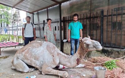 IN MEMORY OF RANI, THE FIRST CAMEL CREMATED IN RAJASTHAN. ALL ANIMALS HAVE DIGNITY AND DESERVE CARE