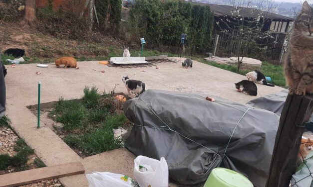 SOS FOOD FOR STRAY CATS IN BOSNIA. HELP OIPA GUARANTEE THEM A DAILY MEAL