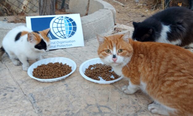 AFTER THE DESPERATE REQUEST OF A VOLUNTEER, OIPA DELIVERS A GIFT TO CATS IN DUBAI