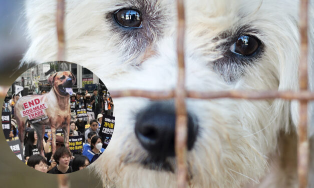 SOUTH KOREA PASSES HISTORIC DOG MEAT TRADE BAN