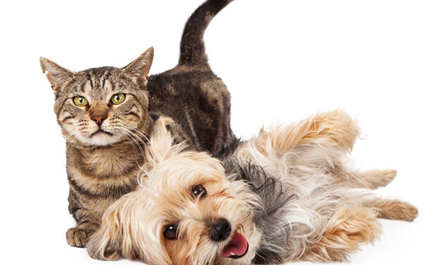 BETTER PROTECTION FOR CATS AND DOGS IN THE EU LEGISLATION