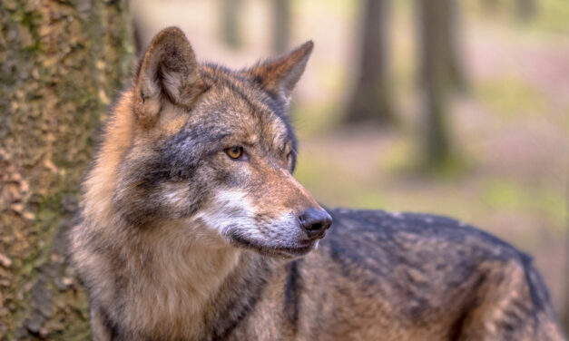 EUROPEAN COMMISSION PROPOSES TO DOWNGRADE WOLF PROTECTION