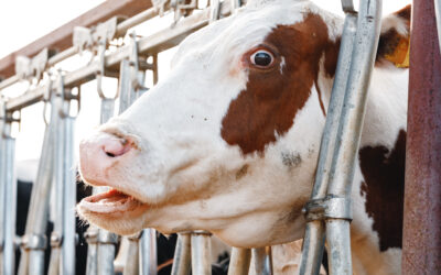 TWO RECENT CASES CONFIRM THE CRUELTY AND SUFFERING BEHIND LIVE ANIMAL EXPORTS