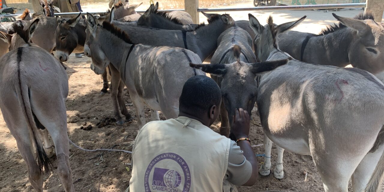 RESULTS OF OIPA CAMEROON CAMPAIGN AGAINST THE DONKEY SKIN TRADE AND NEXT STEPS