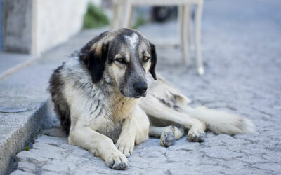 URGE TURKISH GOVERNMENT TO REJECT THE AMENDMENT THAT WILL ALLOW EUTHANASIA TO STRAY ANIMALS