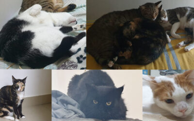 HELP OIPA GIVE SIX CATS LEFT ALONE IN DUBAI A NEW LIFE