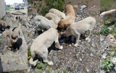 15 STRAY DOGS AWAITING STERILIZATION IN ANKARA