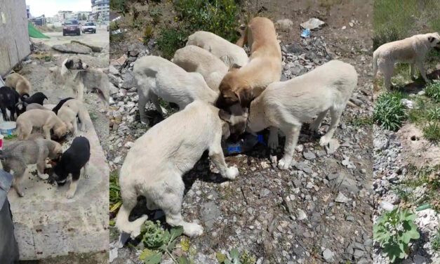 15 STRAY DOGS AWAITING STERILIZATION IN ANKARA
