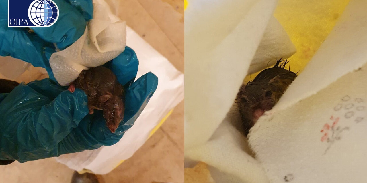 EASTER, FIELD MOUSE RESCUED BY OIPA VOLUNTEERS IN ITALY
