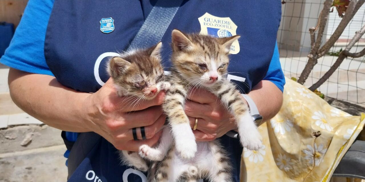 NEGLECT HAS MADE THEM BLIND: RESCUED BY OIPA VOLUNTEERS IN ITALY, SILA AND GUA, TWO SMALL KITTENS DESPERATELY NEED CARE.