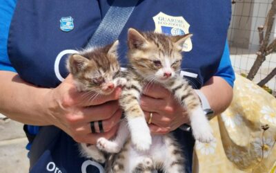 NEGLECT HAS MADE THEM BLIND: RESCUED BY OIPA VOLUNTEERS IN ITALY, SILA AND GUA, TWO SMALL KITTENS DESPERATELY NEED CARE.