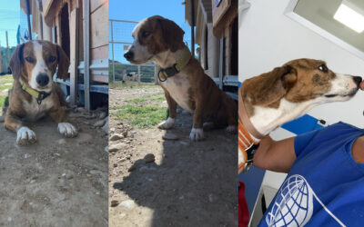 LAILA WAS DUMPED DUE TO SERIOUS ILLNESS: OIPA VOLUNTEERS RESCUED THE DOG DURING A SEIZURE EPISODE. LET’S SUPPORT HER RECOVERY