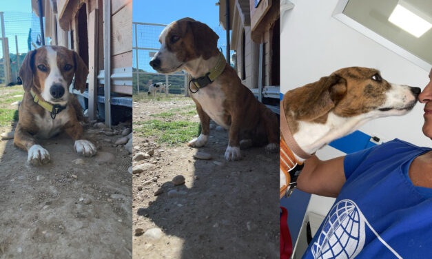 LAILA WAS DUMPED DUE TO SERIOUS ILLNESS: OIPA VOLUNTEERS RESCUED THE DOG DURING A SEIZURE EPISODE. LET’S SUPPORT HER RECOVERY