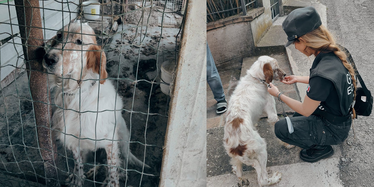 LOCKED INSIDE A METAL KENNEL, DEPRIVED OF FOOD AND MEDICAL CARE, ENGLISH SETTER SEIZED BY OIPA ANIMAL CONTROL OFFICERS IN ITALY