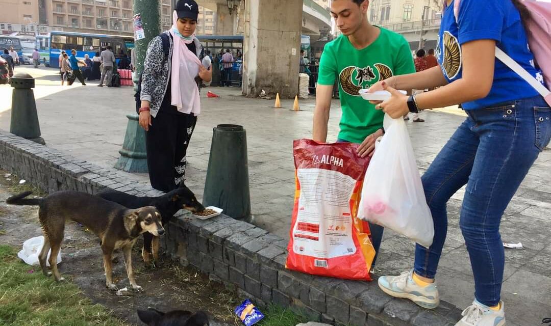 STERILIZATION, VACCINATION AND FOOD FOR STREET DOGS AND CATS, THE PILOT PROJECTS OF OIPA EGYPT