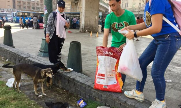 STERILIZATION, VACCINATION AND FOOD FOR STREET DOGS AND CATS, THE PILOT PROJECTS OF OIPA EGYPT