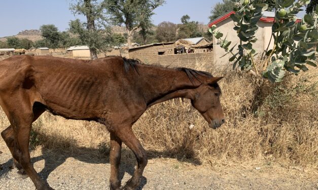 JOJO, A SICK HORSE EXPLOITED AND THEN ABANDONED