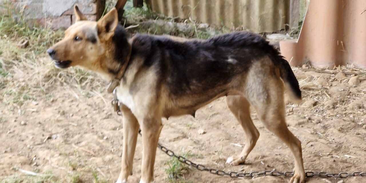 A MUM AND HER PUPPIES LIVING IN SUFFERING SEIZED BY OIPA ANIMAL CONTROL OFFICERS IN ITALY