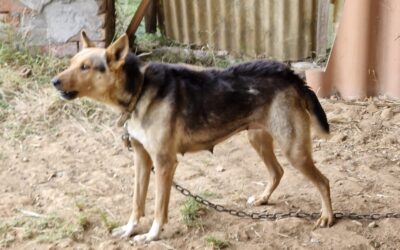 A MUM AND HER PUPPIES LIVING IN SUFFERING SEIZED BY OIPA ANIMAL CONTROL OFFICERS IN ITALY