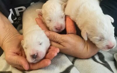 OIPA ANIMAL CONTROL OFFICERS IN ITALY RESCUE A MUM WITH HER PUPPIES. HELP THEM WITH A DONATION