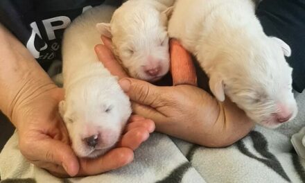 OIPA ANIMAL CONTROL OFFICERS IN ITALY RESCUE A MUM WITH HER PUPPIES. HELP THEM WITH A DONATION