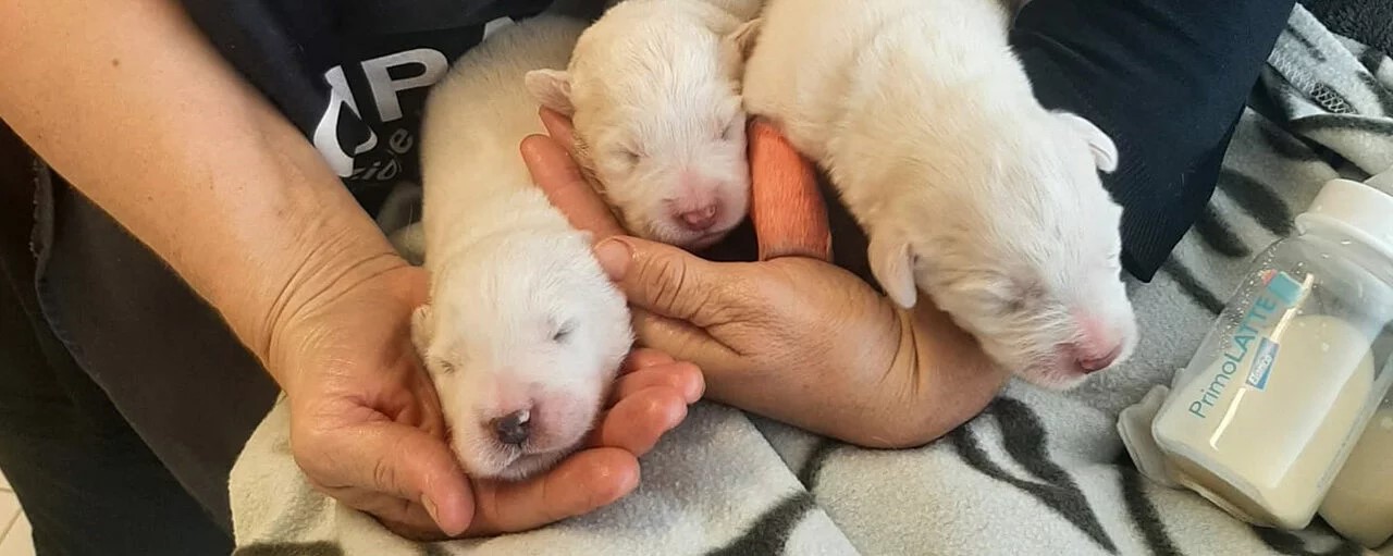 OIPA ANIMAL CONTROL OFFICERS IN ITALY RESCUE A MUM WITH HER PUPPIES. HELP THEM WITH A DONATION