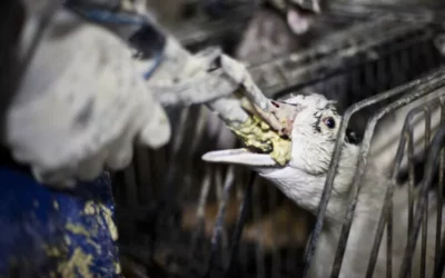 GET FOIE GRAS OUT OF THE 2024 OLYMPICS