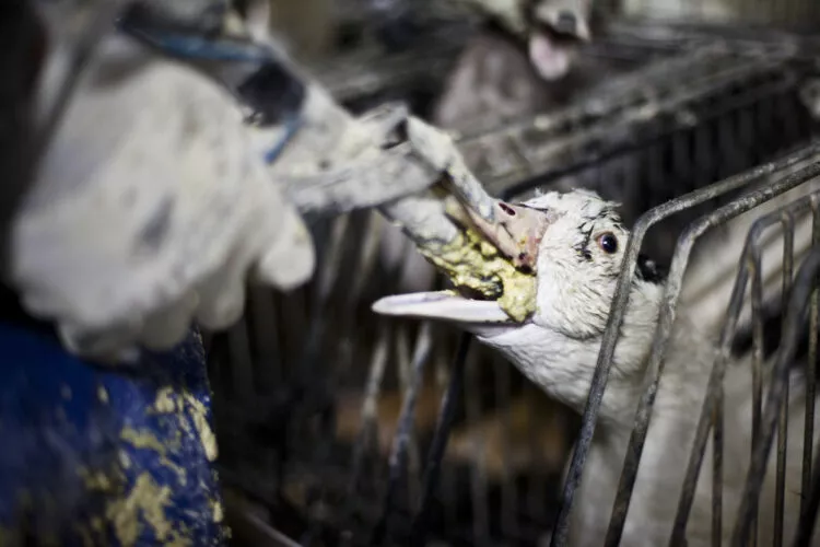 GET FOIE GRAS OUT OF THE 2024 OLYMPICS