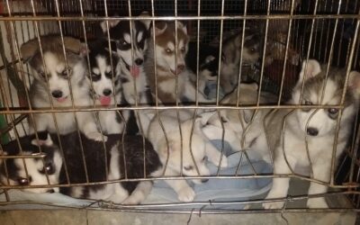 ILLEGAL PUPPY TRADE IN EUROPE: COOPERATION OIPA AND PETA GERMANY