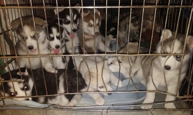 ILLEGAL PUPPY TRADE IN EUROPE: COOPERATION OIPA AND PETA GERMANY