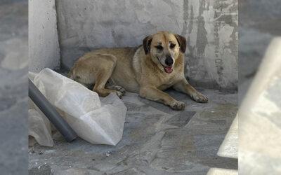 TWO NEGATIVE EPISODES AGAINST STRAY DOGS IN GREECE